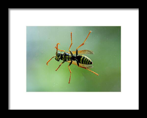 Bee Framed Print featuring the photograph Can I Come In by Cathy Kovarik