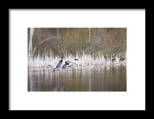 Geese Framed Print featuring the photograph Canada Geese by Jerry Cahill
