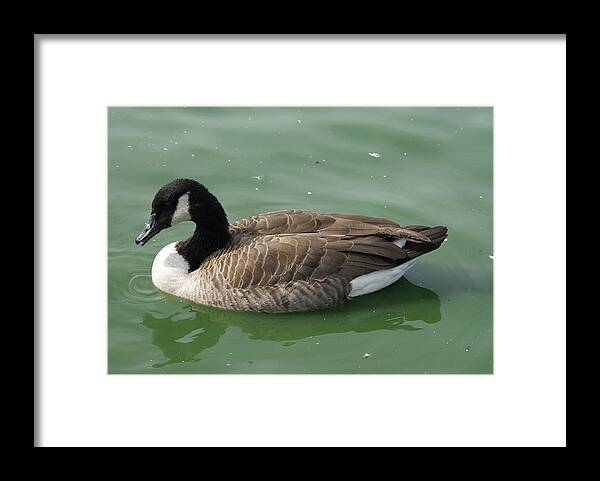  Framed Print featuring the photograph Canada Goose by Heather E Harman