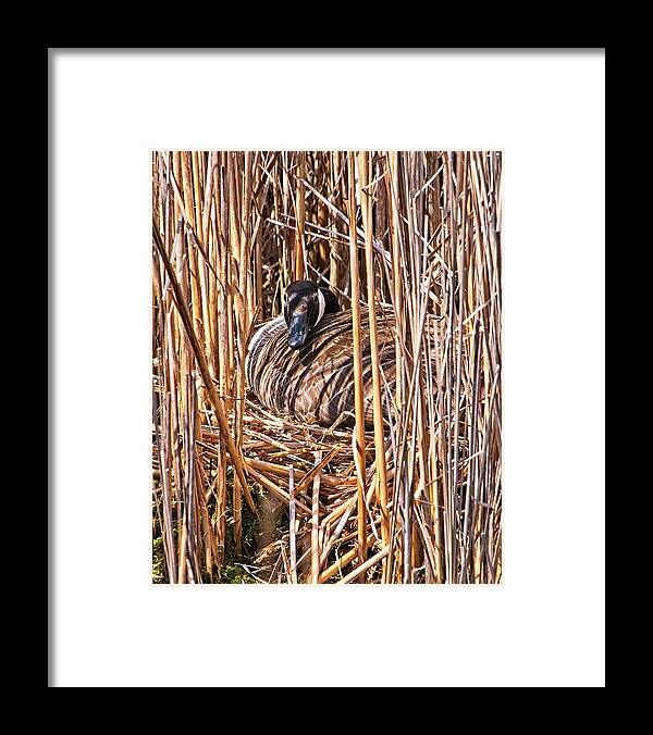Arboretum Framed Print featuring the photograph Canada Goose on Nest - Madison, Wisconsin by Steven Ralser