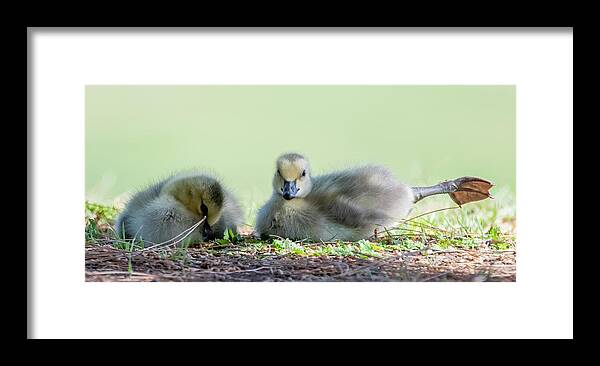 Canada Goslings Framed Print featuring the photograph Canada Goslings 3491-041322-2 by Tam Ryan