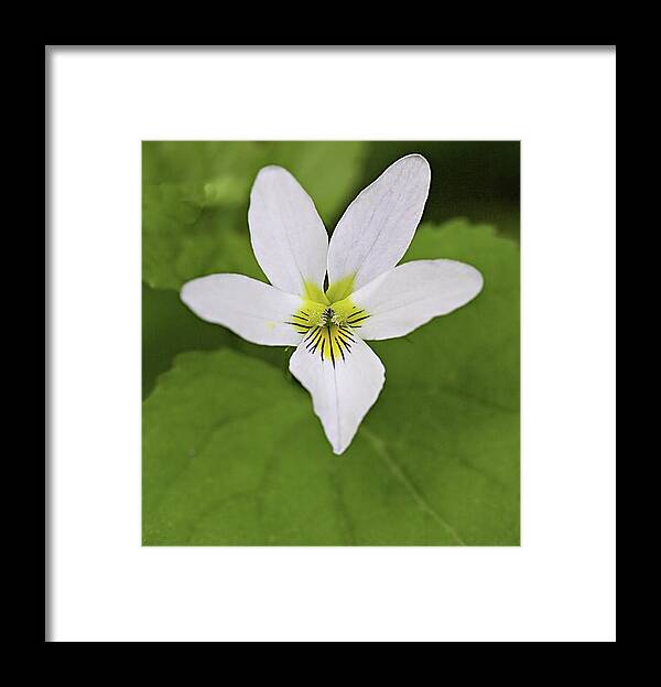 Canada Violet Framed Print featuring the photograph Canada Violet by Bob Falcone
