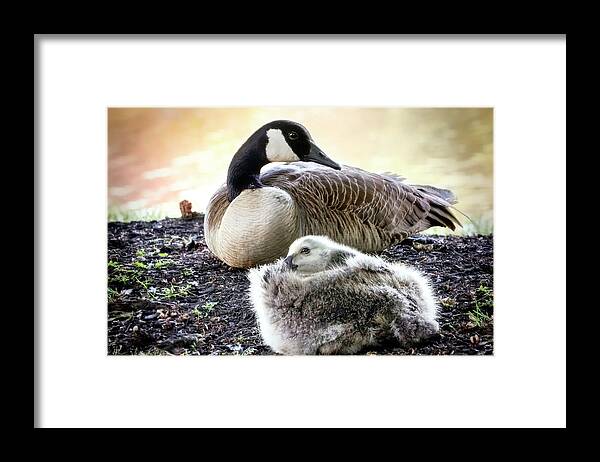 Canadian Geese Framed Print featuring the photograph Canadian Geese Series 5 by Darlene Kwiatkowski