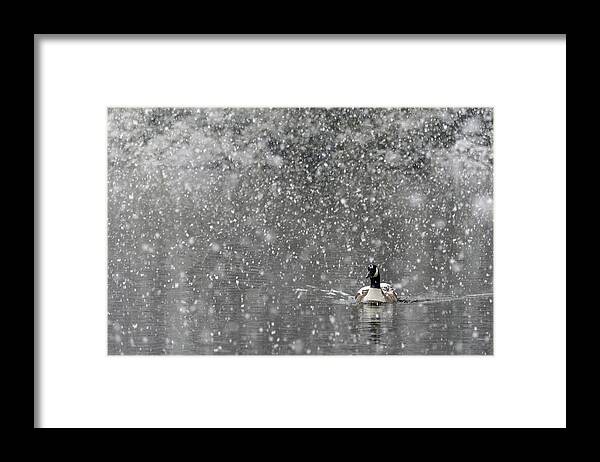 North America Framed Print featuring the photograph Canadian Goose in Snow 1 by Melissa Southern