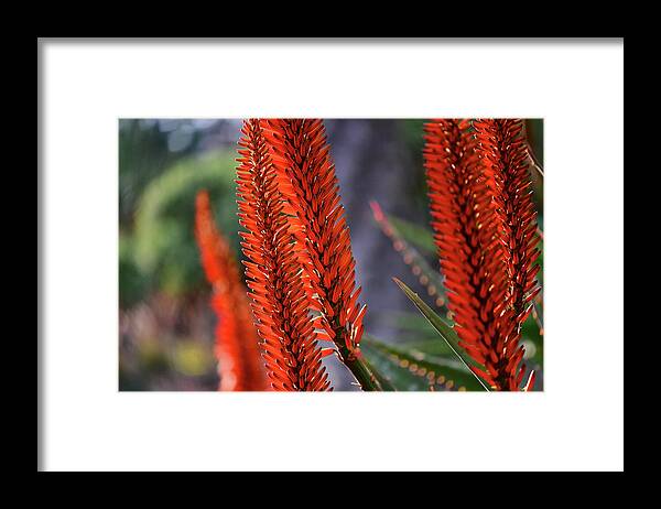 Copyright Elixir Images Framed Print featuring the photograph Candelabra Aloe Succulent #2 by Santa Fe