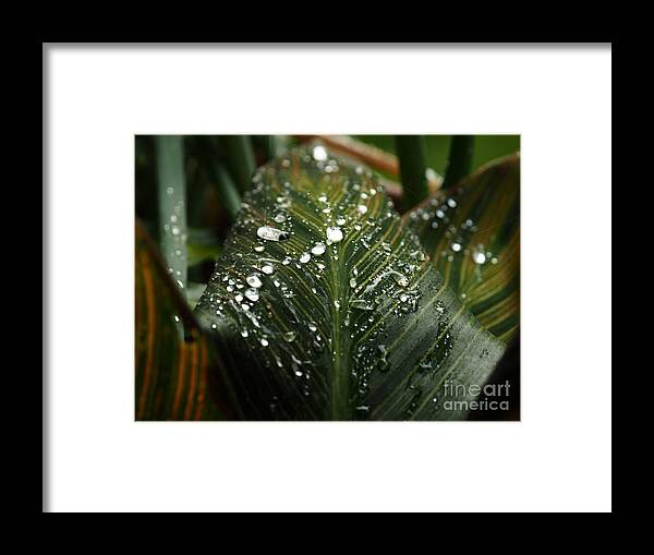 Botanical Framed Print featuring the photograph Canna Lily Water Beads by Richard Thomas