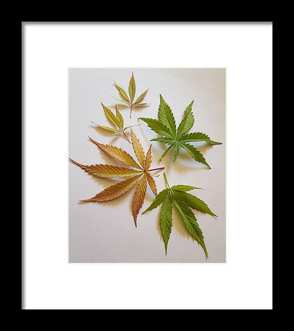 Cannabis Leaves Framed Print featuring the photograph Cannabis Leaves in Various Colours by Loraine Yaffe