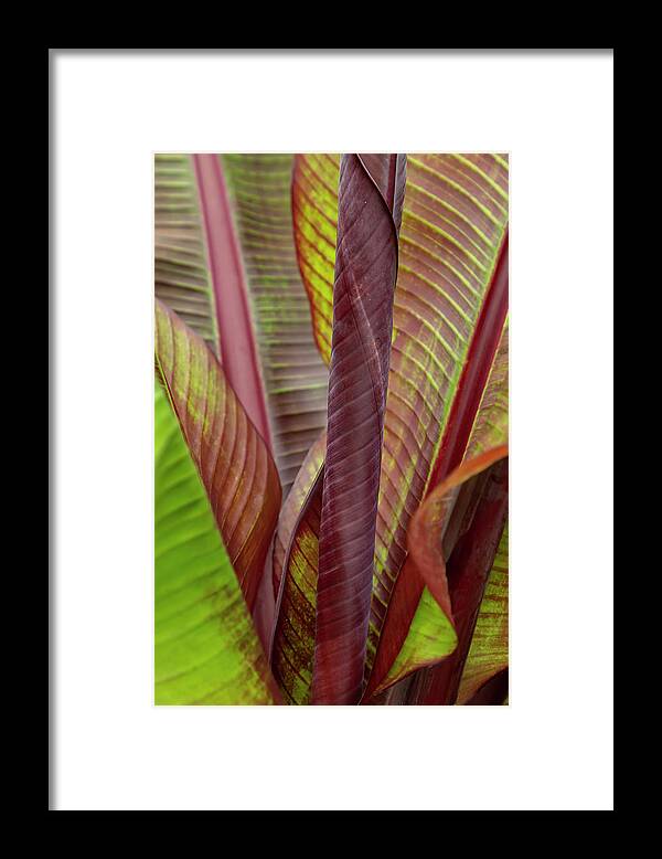 Cannas Framed Print featuring the photograph Cannas Curles and Rolls by Cate Franklyn