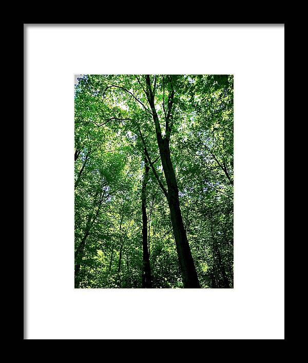 Canopy Framed Print featuring the photograph Canopy by Gordon James