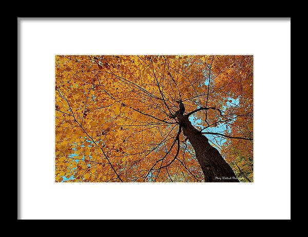 Autumn Leaves Framed Print featuring the photograph Canopy of Color by Mary Walchuck