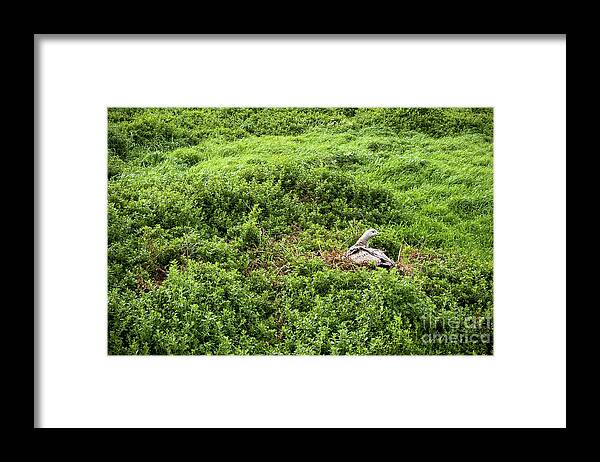 Cape Barren Goose Framed Print featuring the photograph Cape Barren Goose by THP Creative