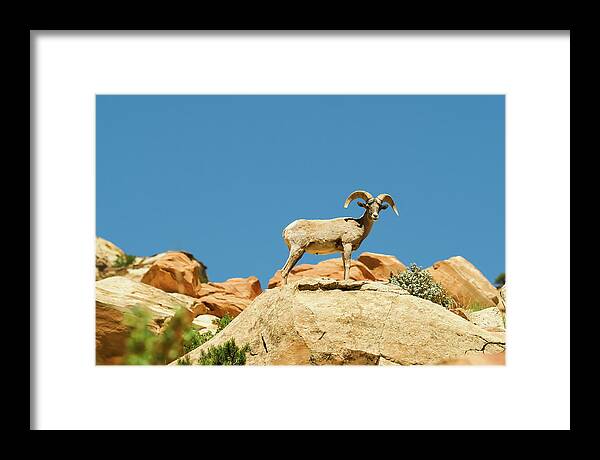 Capitol Reef National Park Framed Print featuring the photograph Capitol Reef Big Horn by Jessica Yurinko