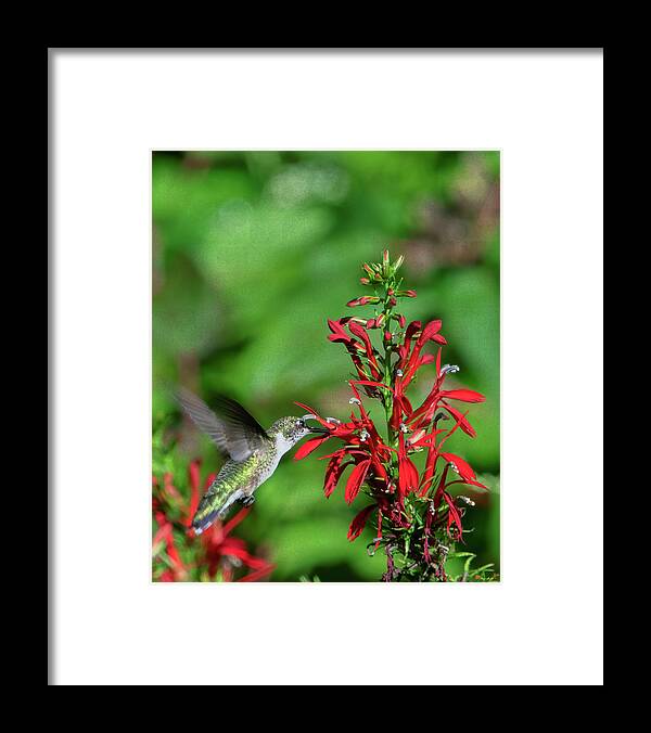 Nature Framed Print featuring the photograph Cardinal Flower or Cardinal Lobelia DFL1087 by Gerry Gantt