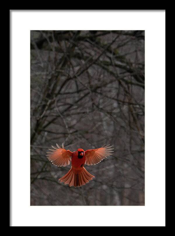Cardinal Full Wing by Mark Schiffner