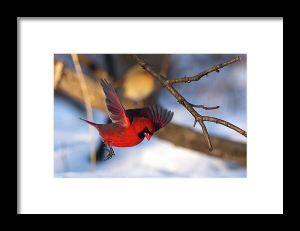 Cardinal Framed Print featuring the photograph Cardinal Landing by Flinn Hackett
