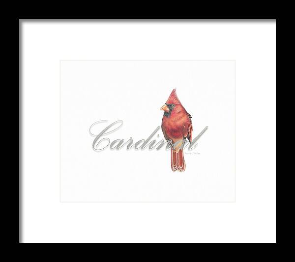 Cardinal Framed Print featuring the drawing Cardinal - Male Northern Cardinal by Karrie J Butler
