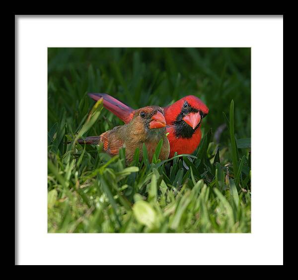 Backyard Framed Print featuring the photograph Cardinal Mates by Larry Marshall