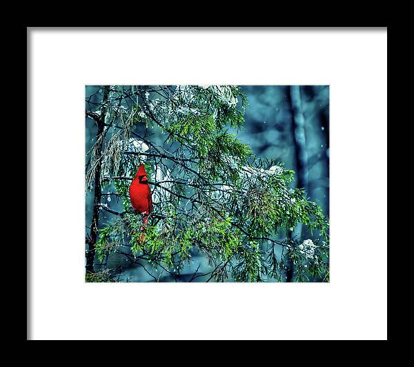 Male Cardinal Framed Print featuring the photograph Cardinal Perch by Michael Frank