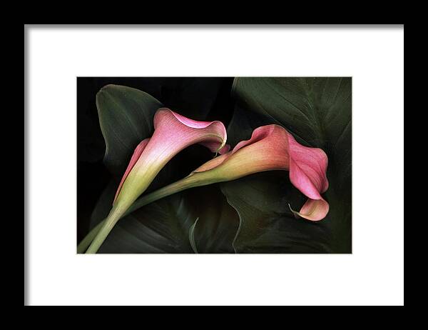 Calla Lily Framed Print featuring the photograph Caress by Jessica Jenney