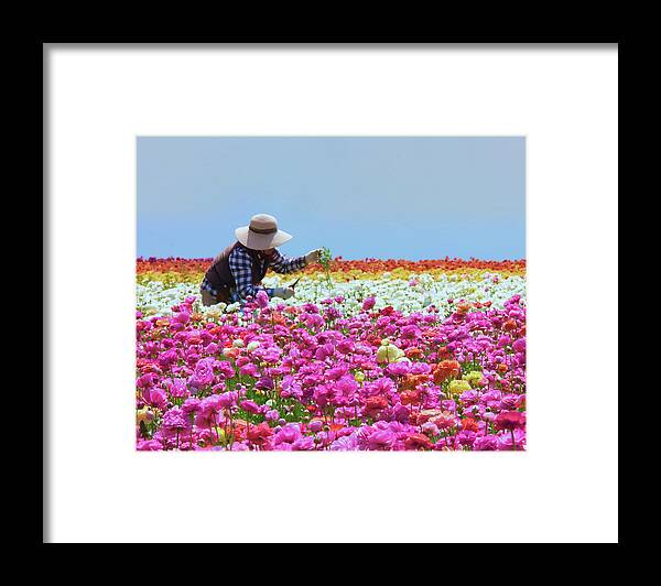 Carlsbad Flower Fields Framed Print featuring the photograph Carlsbad Flower Fields California No. 3 by Ram Vasudev