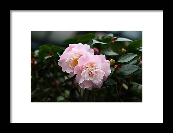 Camellia Framed Print featuring the photograph Translucent Pink by Mingming Jiang