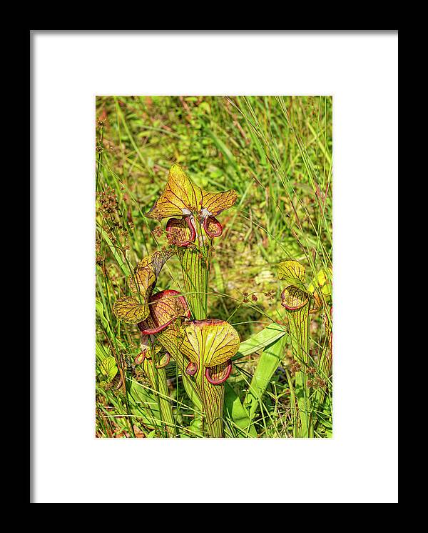 Bronx Botanical Gardens Framed Print featuring the photograph Carnivorous American Pitcher Plant by Cate Franklyn