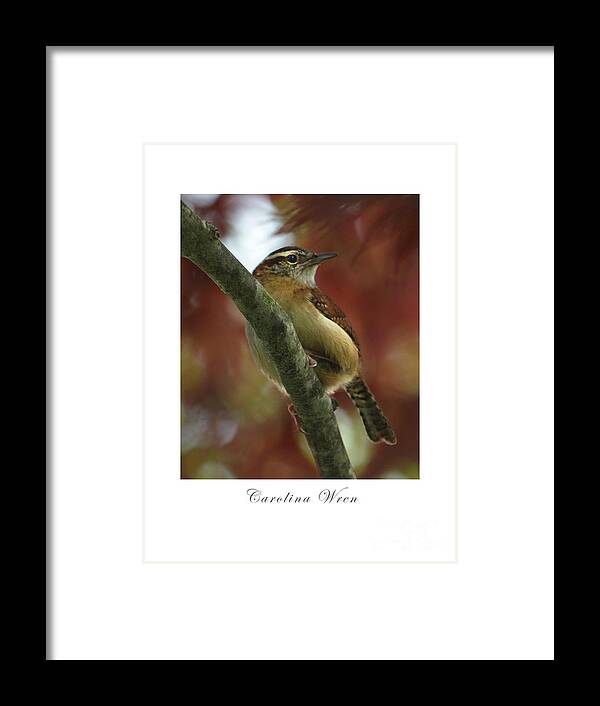 Bird Framed Print featuring the photograph Carolina Wren by Dianne Morgado