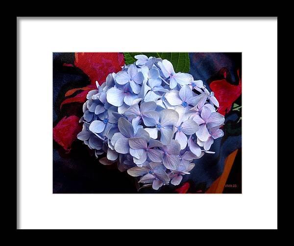 Hydrangea Framed Print featuring the photograph Carolyn's Hydrangea Blue by VIVA Anderson