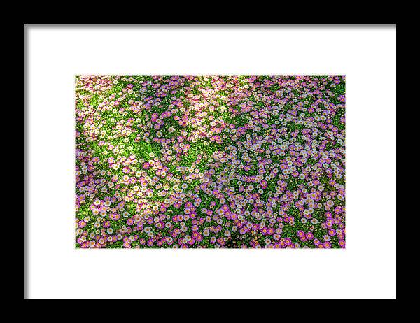 Carpet Framed Print featuring the photograph Carpet of flowers by Dubi Roman