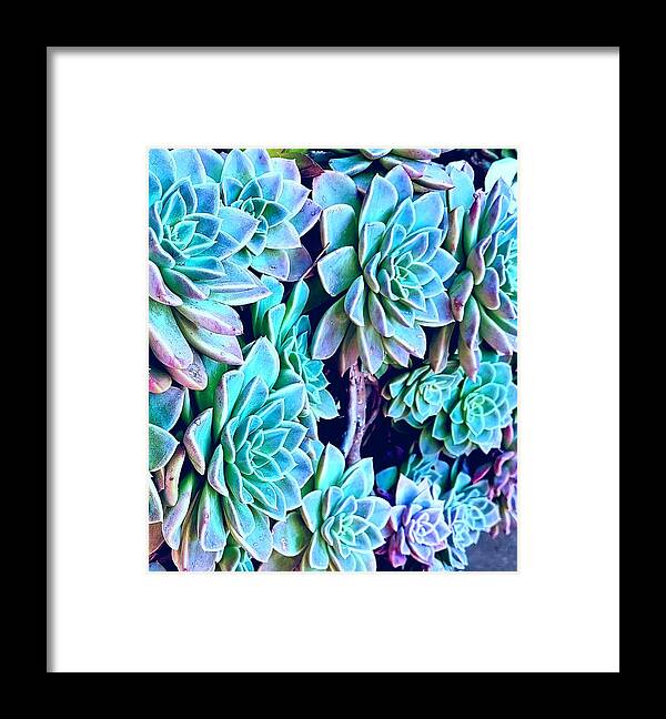 Desert Roses Framed Print featuring the photograph Cascading Desert Roses by Loraine Yaffe