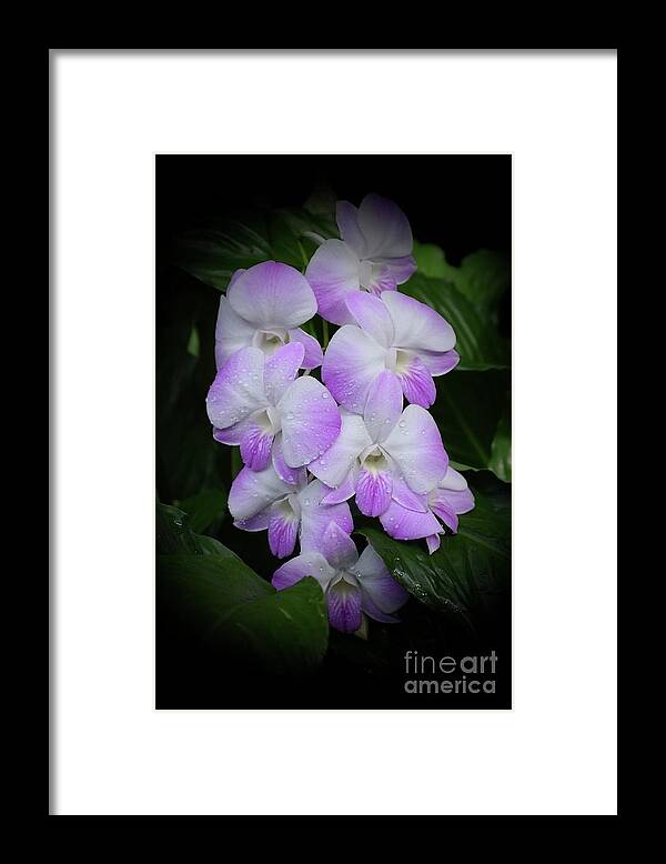Art Framed Print featuring the photograph Cascading Orchids by Jeannie Rhode