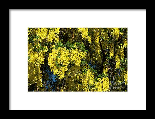 Golden Shower Framed Print featuring the photograph Cassia Fistula, 2 by Glenn Franco Simmons