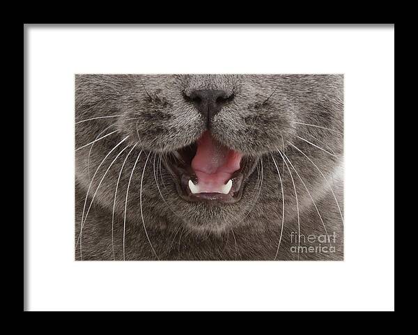  Framed Print featuring the photograph Cat 11 by Warren Photographic