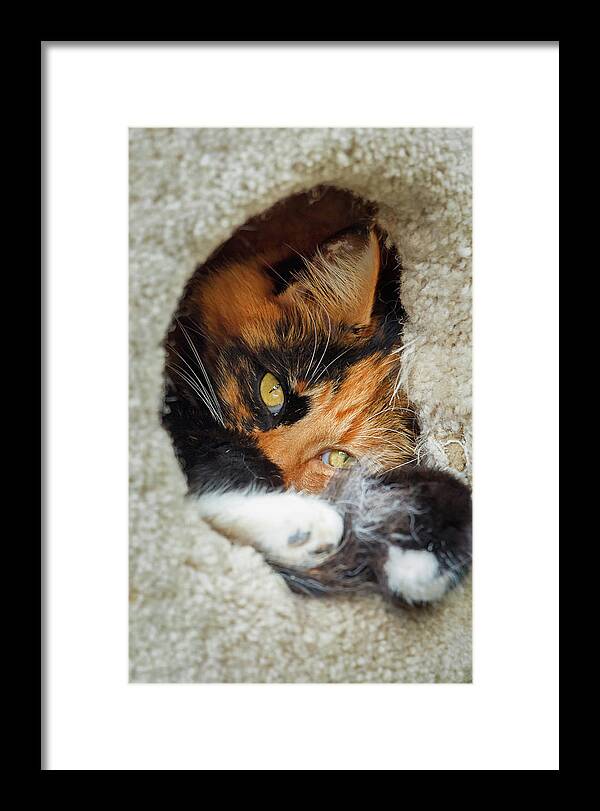 Cat Framed Print featuring the photograph Cat in the House by Rick Deacon