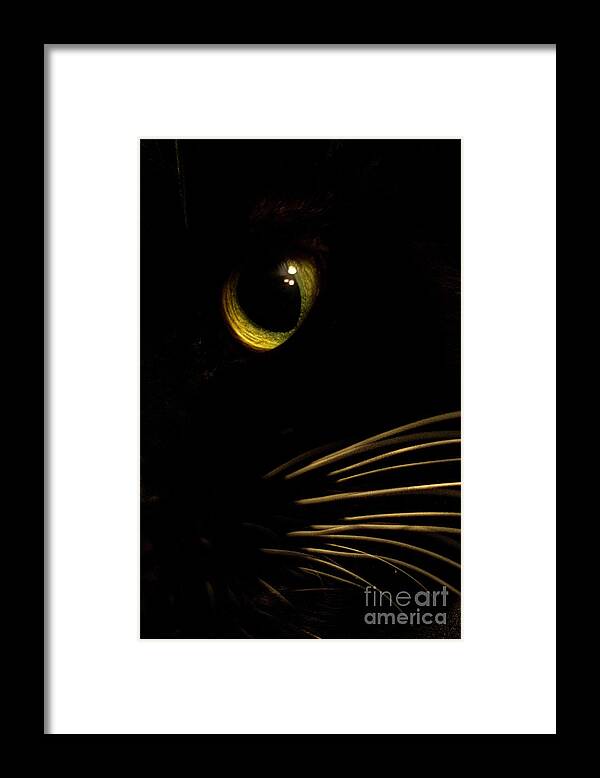 Animal Framed Print featuring the photograph Cat by Jo Ann Gregg