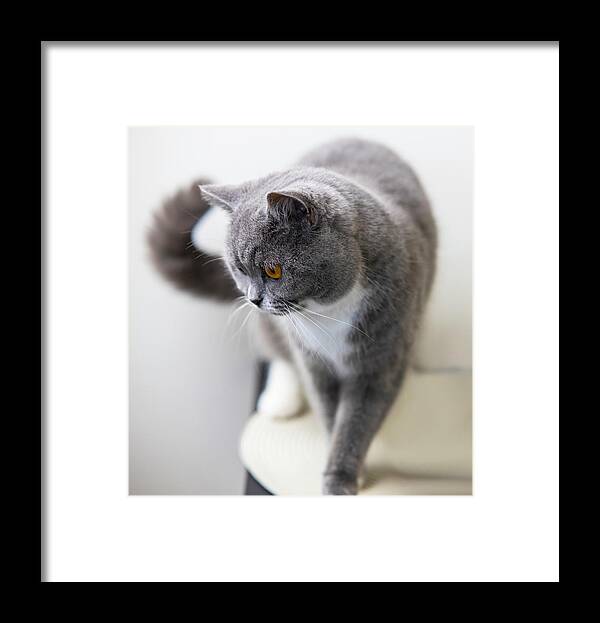 Cat Framed Print featuring the photograph Cat by MPhotographer