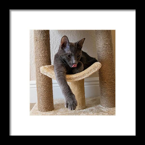Cat Framed Print featuring the photograph Cat Russian Blue by Dart Humeston