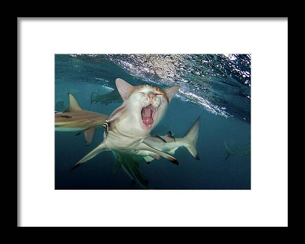 Hybrid Framed Print featuring the digital art Cat Shark by Dray Van Beeck