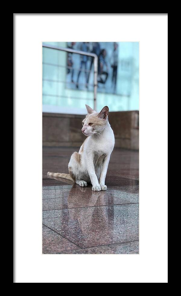 Wallpaper Framed Print featuring the photograph Cat Sitting On Marble Floor by Prashant Dalal