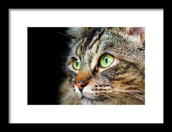 Cat Framed Print featuring the photograph Cat Stare by Rick Deacon