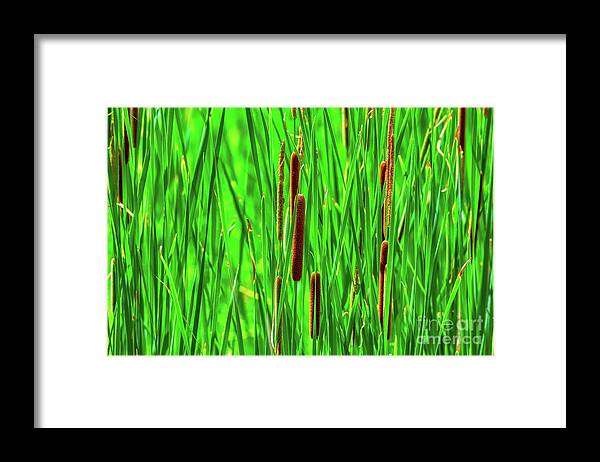 Cat Tails Framed Print featuring the photograph Cat Tails by Tom Jelen