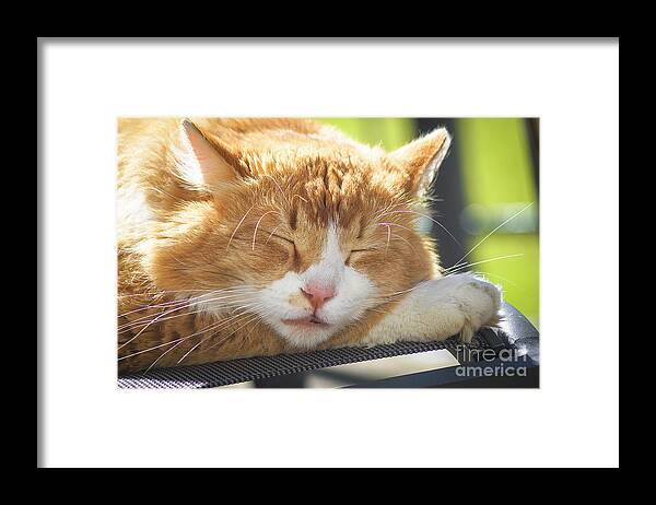Animal Framed Print featuring the photograph Cat Taking A Nap by Claudia Zahnd-Prezioso