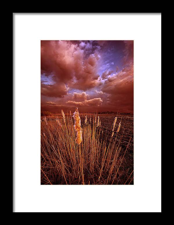 Fineart Framed Print featuring the photograph Cat Tales by Phil Koch
