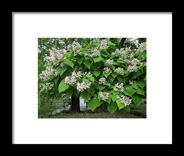 Catalpa Bloom Framed Print featuring the photograph Catalpa Bloom by Joshua Bales