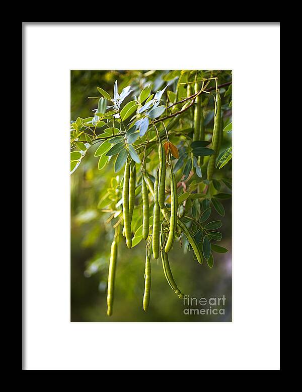 Catalpa Tree Framed Print featuring the photograph Catalpa Tree Seed Pods by Joy Watson