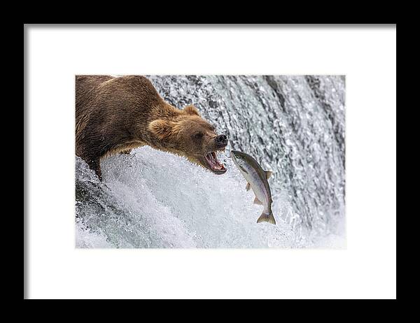 Grizzly Framed Print featuring the photograph Catch of the Day by Randy Robbins