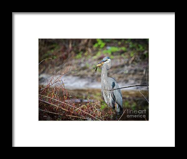 Wildlife Framed Print featuring the photograph Catfishing by DB Hayes