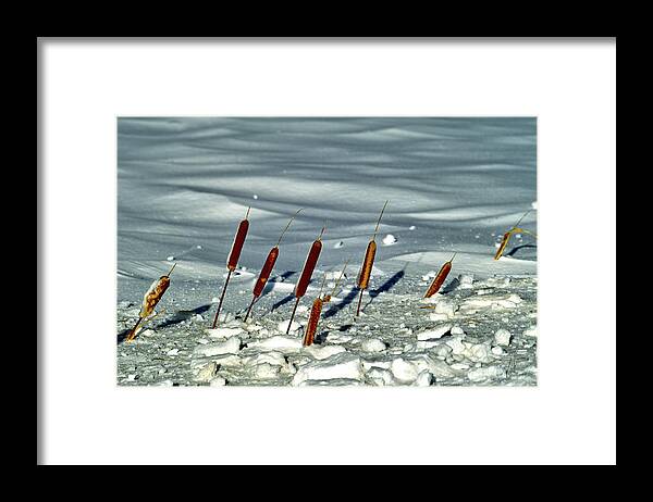 Cattails Framed Print featuring the photograph Cattails in the Snow II by Theresa Fairchild