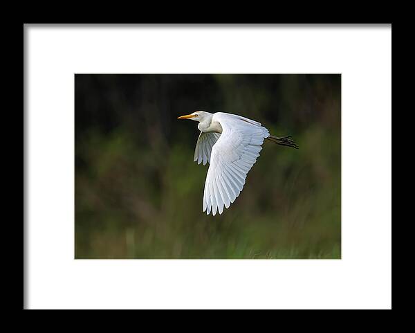 Cattle Egret Framed Print featuring the photograph Cattle Egret in flight by Rick Mosher