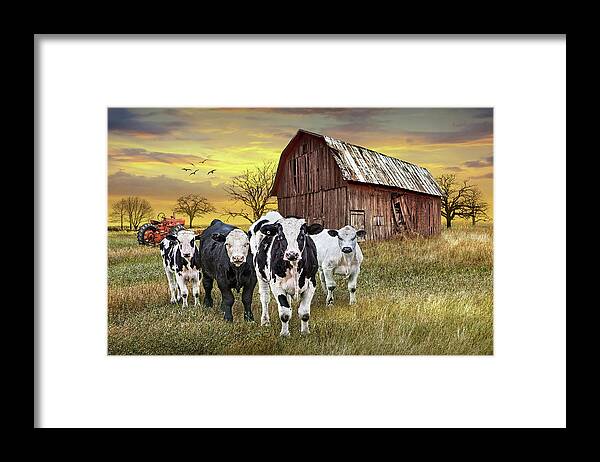 Barn Framed Print featuring the photograph Cattle in the Midwest with Barn and Tractor at Sunset by Randall Nyhof